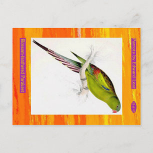Carte Postale Edward Lear. Perruche à plumes de fleurs.