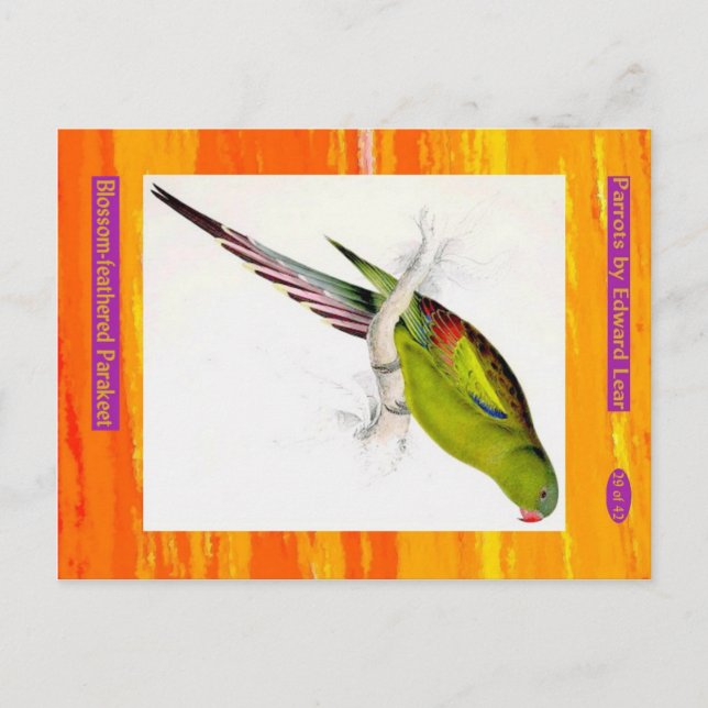 Carte Postale Edward Lear. Perruche à plumes de fleurs. (Devant)