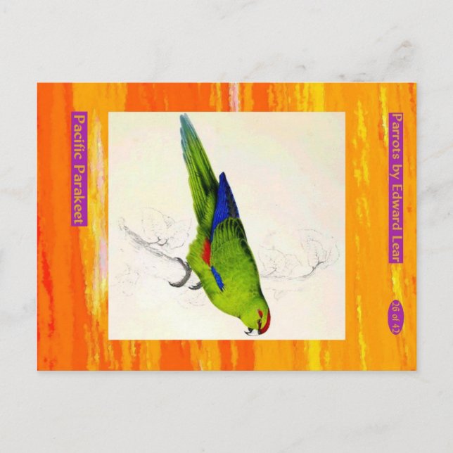 Carte Postale Edward Lear. Perruche du Pacifique. (Devant)