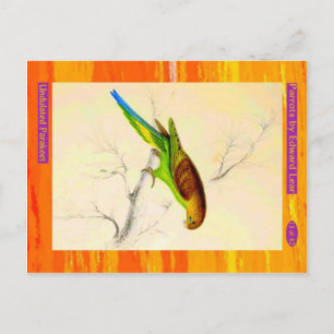 Carte Postale Edward Lear. Perruche ondulée.