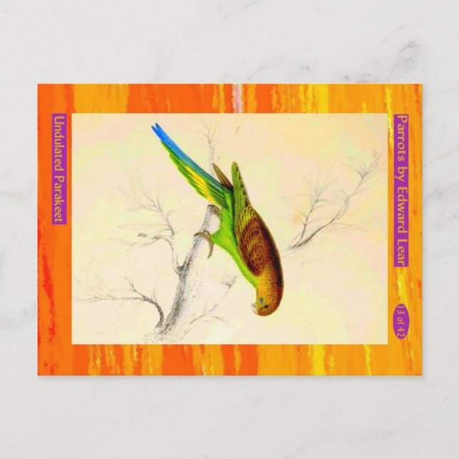 Carte Postale Edward Lear. Perruche ondulée. (Devant)