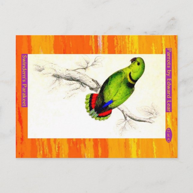 Carte Postale Edward Lear. Swindern's Parakeet. (Devant)