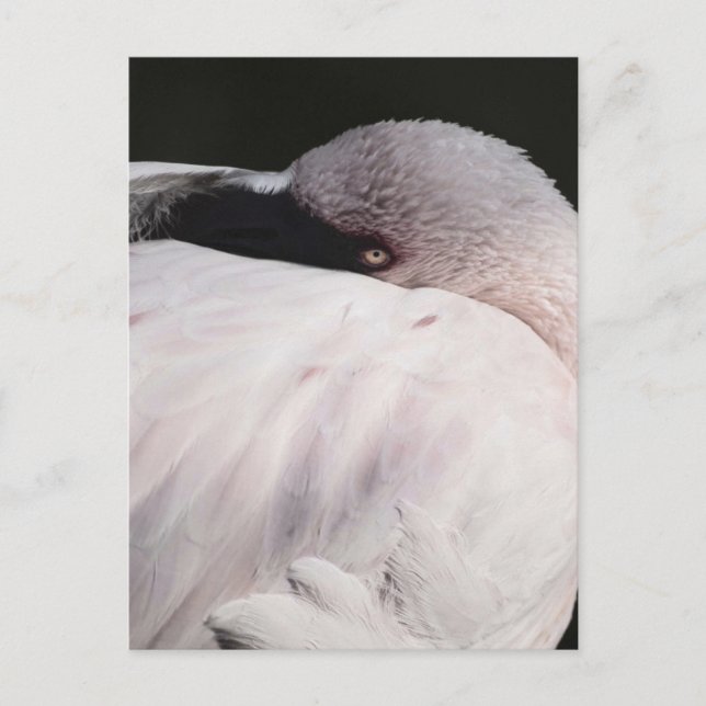 Carte Postale Effet de dessin de portrait de flamant rose Art (Devant)