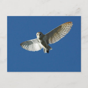 Carte Postale Effraie des clochers en vol de jour