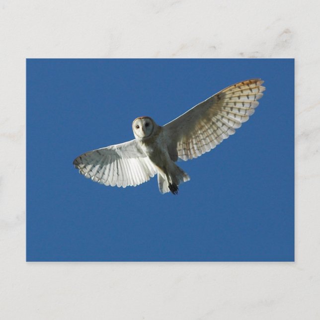 Carte Postale Effraie des clochers en vol de jour (Devant)