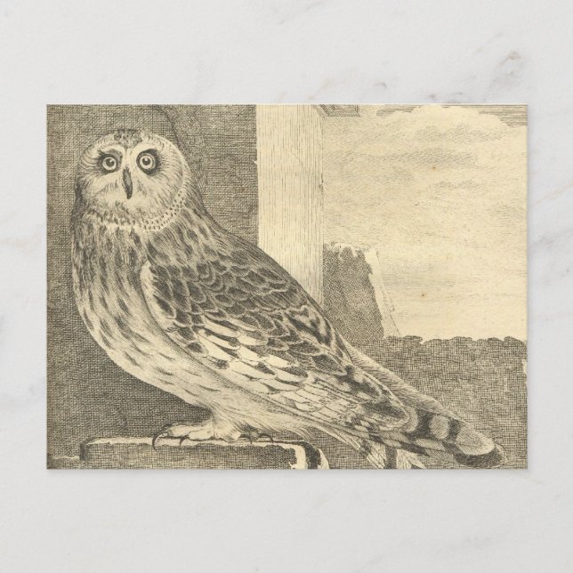Carte postale éffrayante de la Chouette d'Hallowee (Devant)