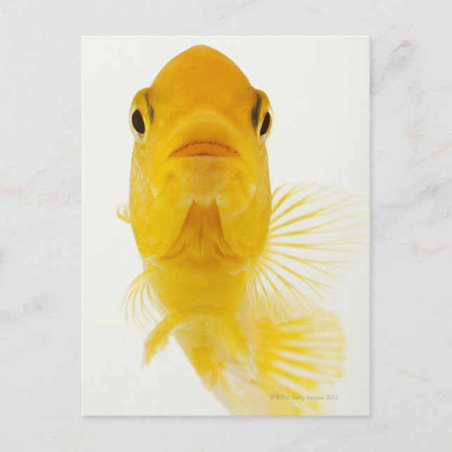 Carte Postale Également connu sous le nom de poisson rouge à que (Devant)