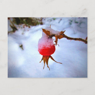 Carte Postale Églantine rouge vif dans la neige hivernale