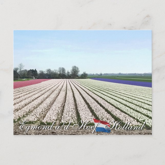 Carte Postale Egmond aan den Hoef Bulb Flowers Holland Postcard (Devant)