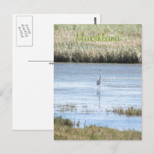 Carte postale - Egret debout fier