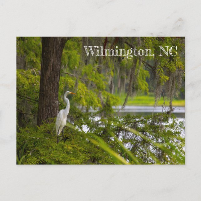 Carte Postale Egret en Wilmington, NC (Devant)