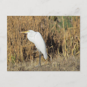 Carte postale - Egret in the Grass