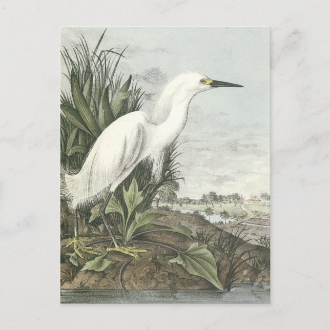 Carte Postale Egret neigeux (Devant)
