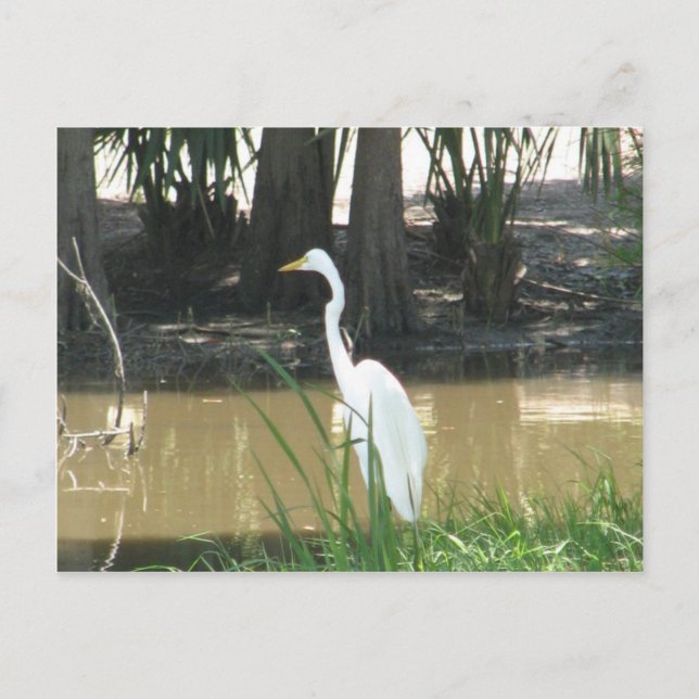 Carte Postale Egret neigeux (Devant)