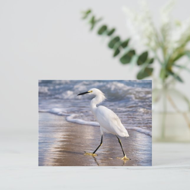 Carte Postale Egret on shoreline Photo Print (Debout devant)