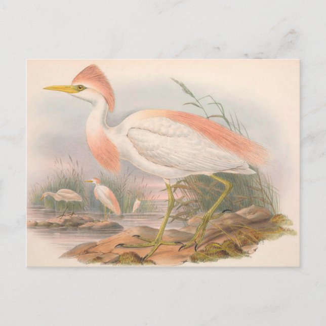 Carte postale Egret Vintage Zoological Sketch (Devant)