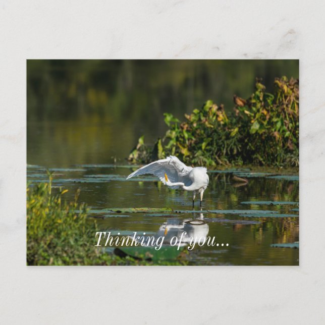 Carte Postale Egret Wing Exam Penser À Vous (Devant)