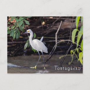Carte Postale Egretta thula à Tortuguero - Costa Rica