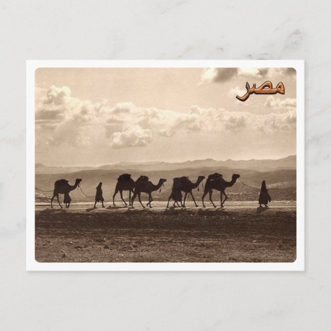 Carte Postale Egypt - Camels - (Devant)