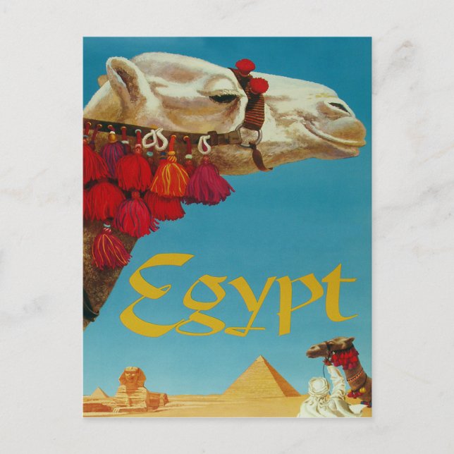 Carte Postale Égypte, chameau dans le désert avec pyramides et s (Devant)
