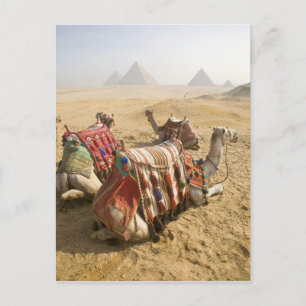 Carte Postale Égypte, Le Caire. Chameaux au repos