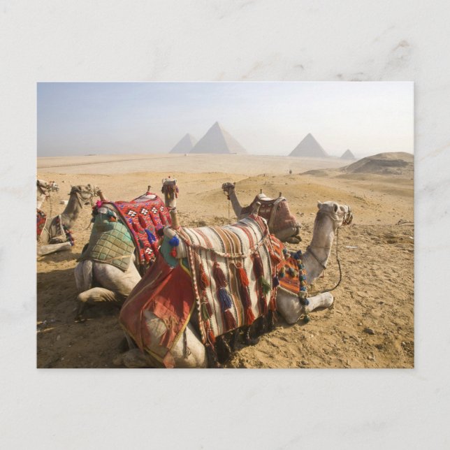 Carte Postale Egypte, Le Caire. Repose des chameaux (Devant)