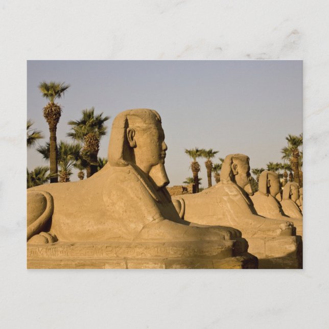 Carte Postale Égypte, Louxor. L'Allée des Sphinx mène à (Devant)