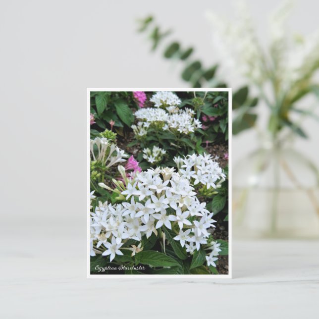 Carte Postale Egyptian Starcluster (Debout devant)