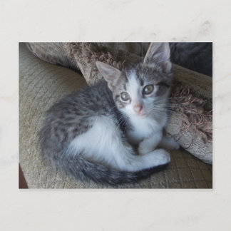 Carte Postale egyptien Mau kitten mix
