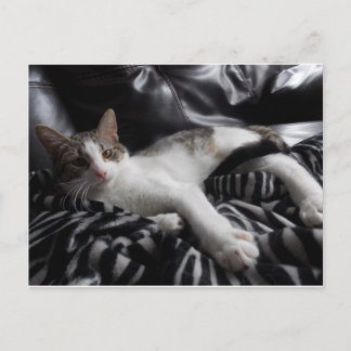 Carte postale égyptienne Mau Mix Joli chat