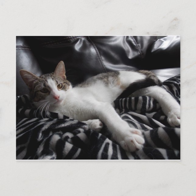 Carte postale égyptienne Mau Mix Joli chat (Devant)