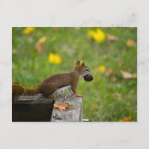 Carte Postale Eichhörnchen-Dieb / voleur d'écureuils