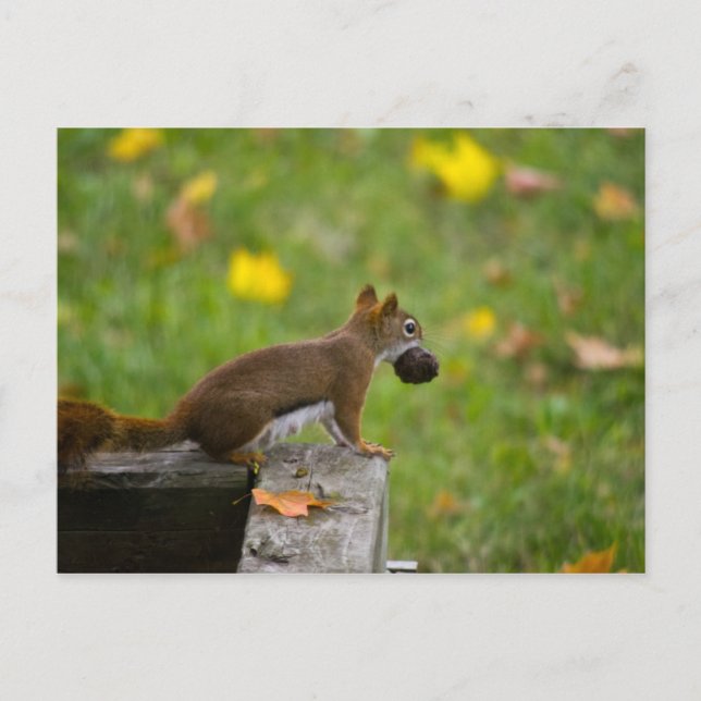 Carte Postale Eichhörnchen-Dieb / voleur d'écureuils (Devant)