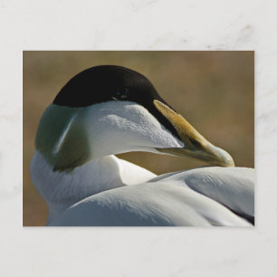 Carte Postale Eider