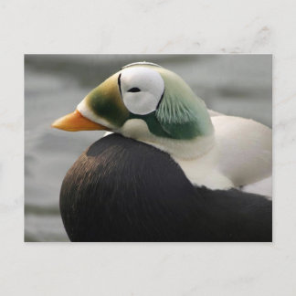 Carte Postale Eider spectaculaire