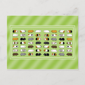 Carte Postale Eine Postkarte mit Meerschweinchen