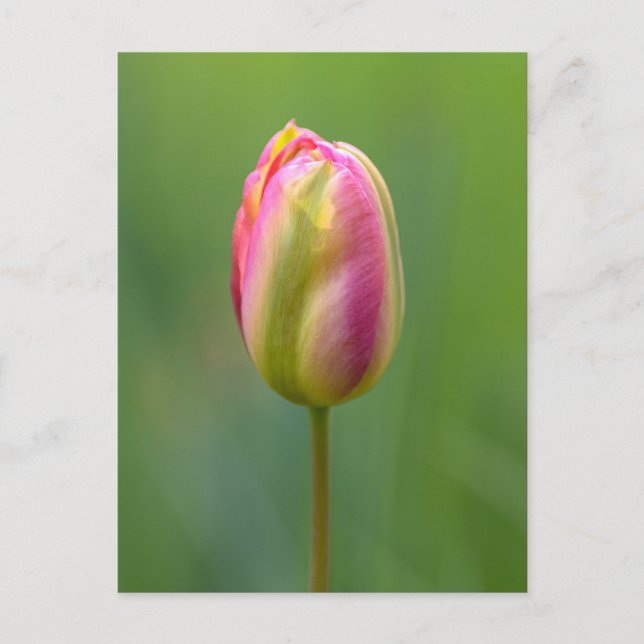Carte Postale Einzelne Tulpe (Devant)