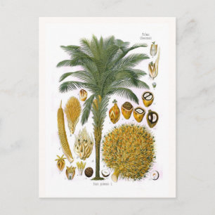 Carte Postale Elaeis guineensis (palmier à huile)
