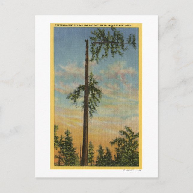 Carte Postale Élagage d'un épicéa géant pour une navigation de 6 (Devant)