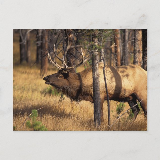 Carte Postale élan, Cervus elaphus, taureau claironne dans un br (Devant)