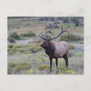 Carte Postale Élan d'Amérique Parc national des Rocheuses, Col