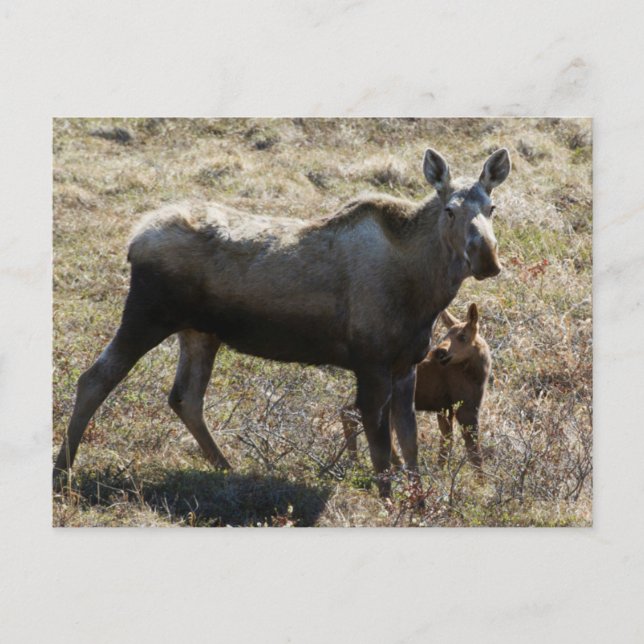 Carte Postale Élan femelle d'Alaska avec son petit (Devant)
