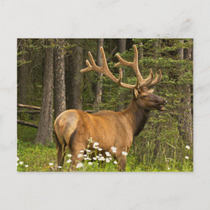 Carte Postale Élan mâle en velours, Canada