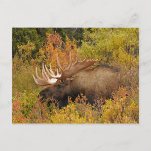 Carte Postale Élan mâle Parc national de Denali, Alaska