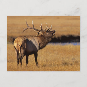 Carte Postale Élan mâle Roosevelt Wyoming