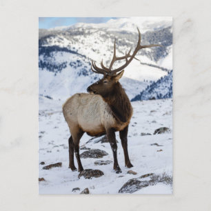Carte Postale Élan mâle solitaire dans la neige   Parc national 