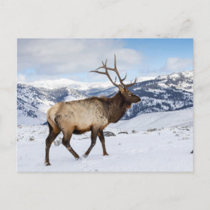 Carte Postale Élan mâle solitaire   Parc national de Yellowstone