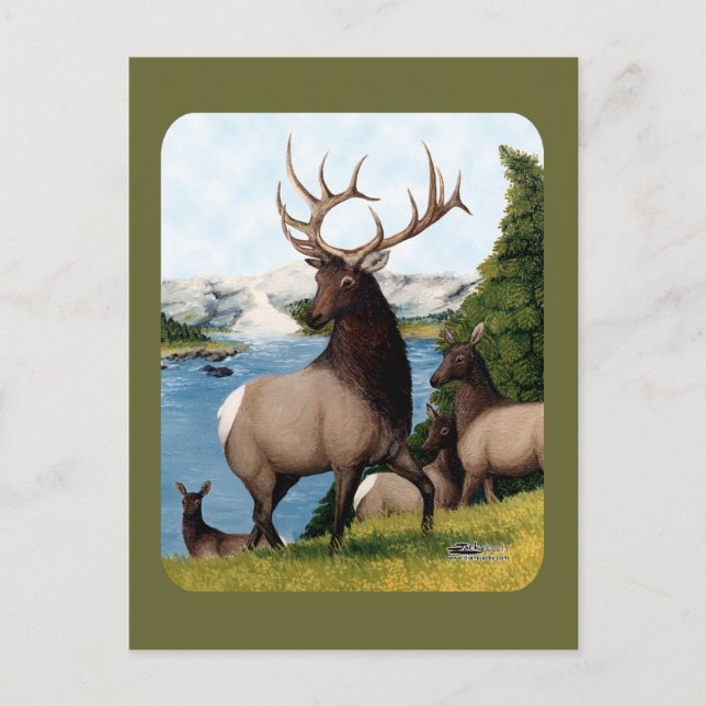 Carte Postale Élan Wapiti (Devant)