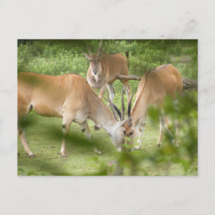 Carte Postale Eland commun