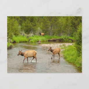 Carte Postale Élans traversant la rivière Colorado